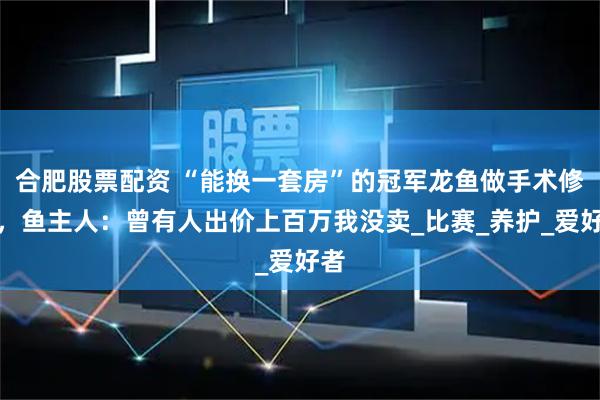 合肥股票配资 “能换一套房”的冠军龙鱼做手术修眼，鱼主人：曾有人出价上百万我没卖_比赛_养护_爱好者